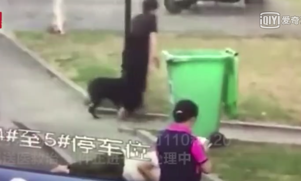 護狗反被咬-黑衣女子和狗撇下向先生