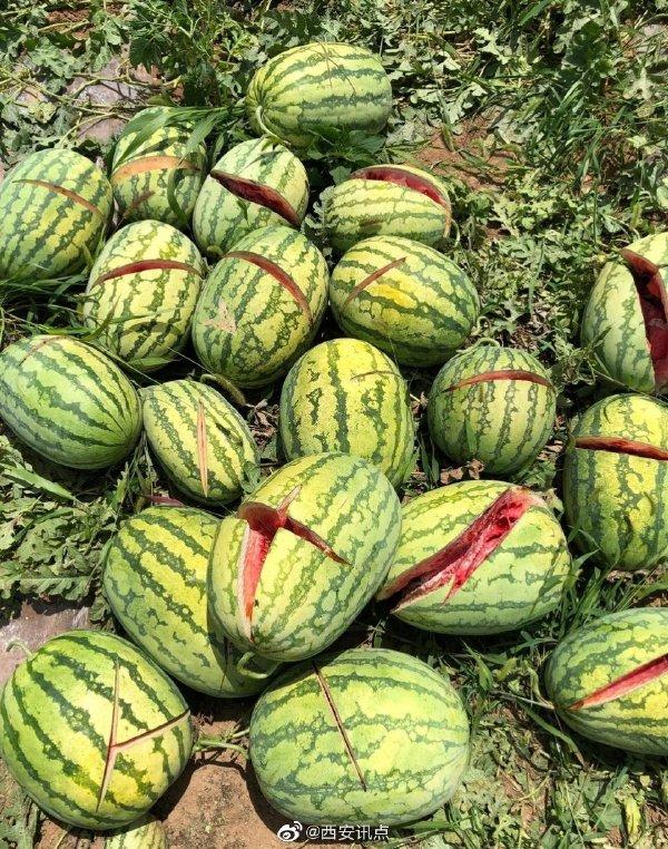 2000個西瓜被砍爛 兩三萬斤西瓜突遭滅頂之災 瓜農欲哭無淚